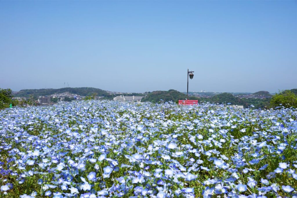くりはま花の国
